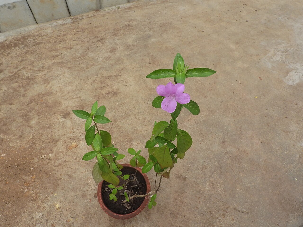 Barleria gibsonii: Acanthaceae-herb,flowers pink.
