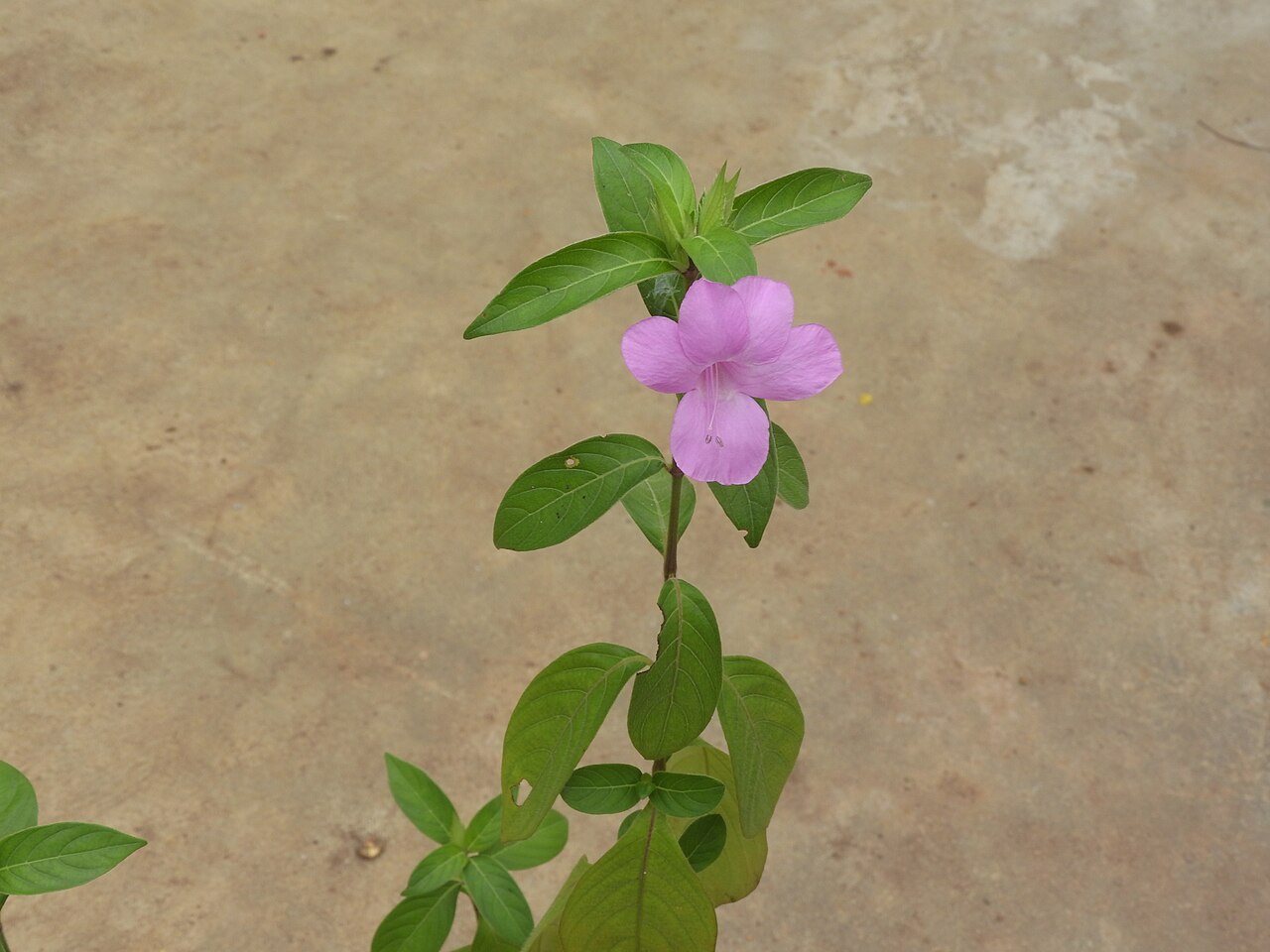 Barleria gibsonii: Acanthaceae-herb,flowers pink.