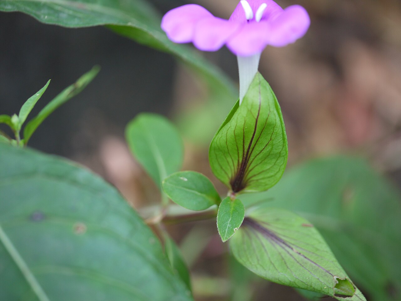 Barleria grandiflora: Barleria ¿ montana / prattensis ?