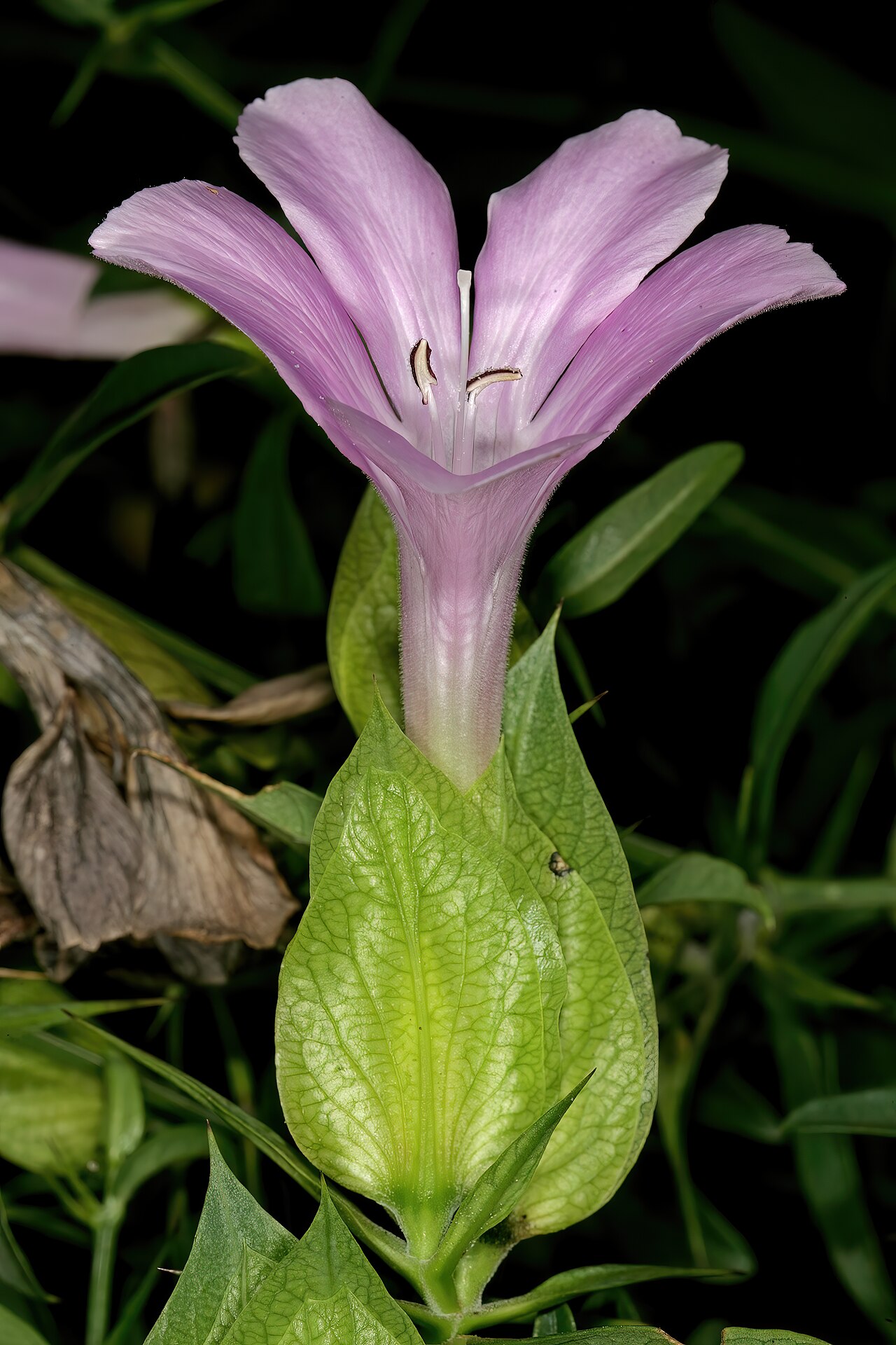 Barleria greenii: Barleria greenii , flower; Manie van der Schijff Botanical Garden, University of Pretoria, Pretoria, Gauteng, South Africa