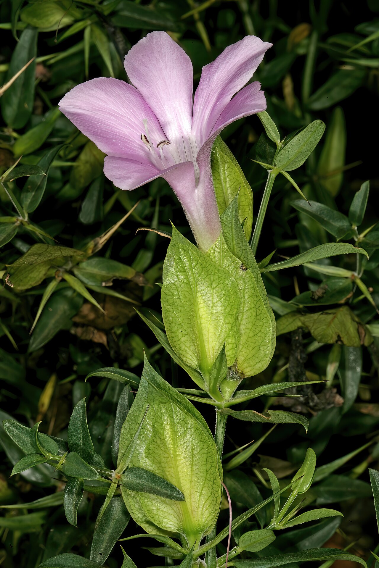 Barleria greenii: Barleria greenii , flower; Manie van der Schijff Botanical Garden, University of Pretoria, Pretoria, Gauteng, South Africa