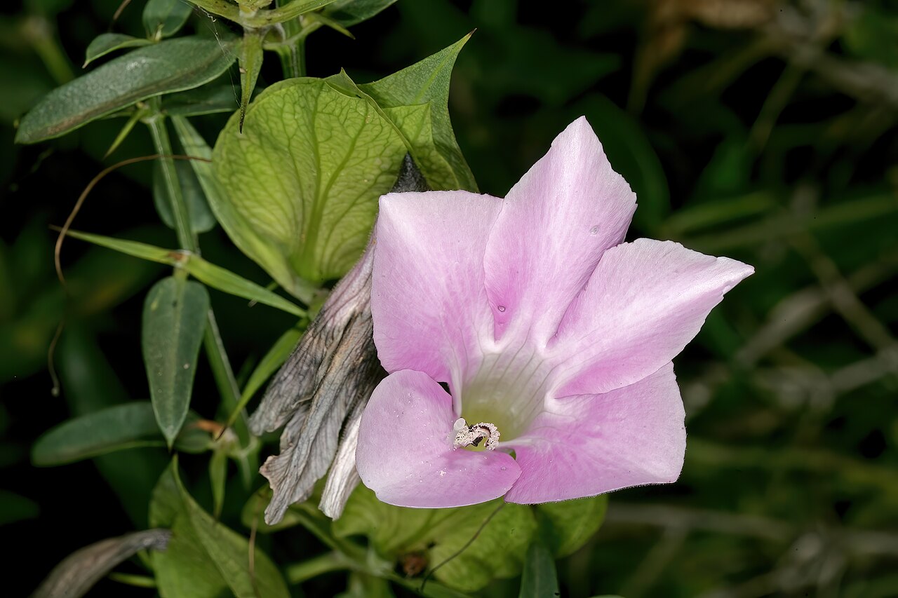 Barleria greenii: Barleria greenii , flower; Manie van der Schijff Botanical Garden, University of Pretoria, Pretoria, Gauteng, South Africa