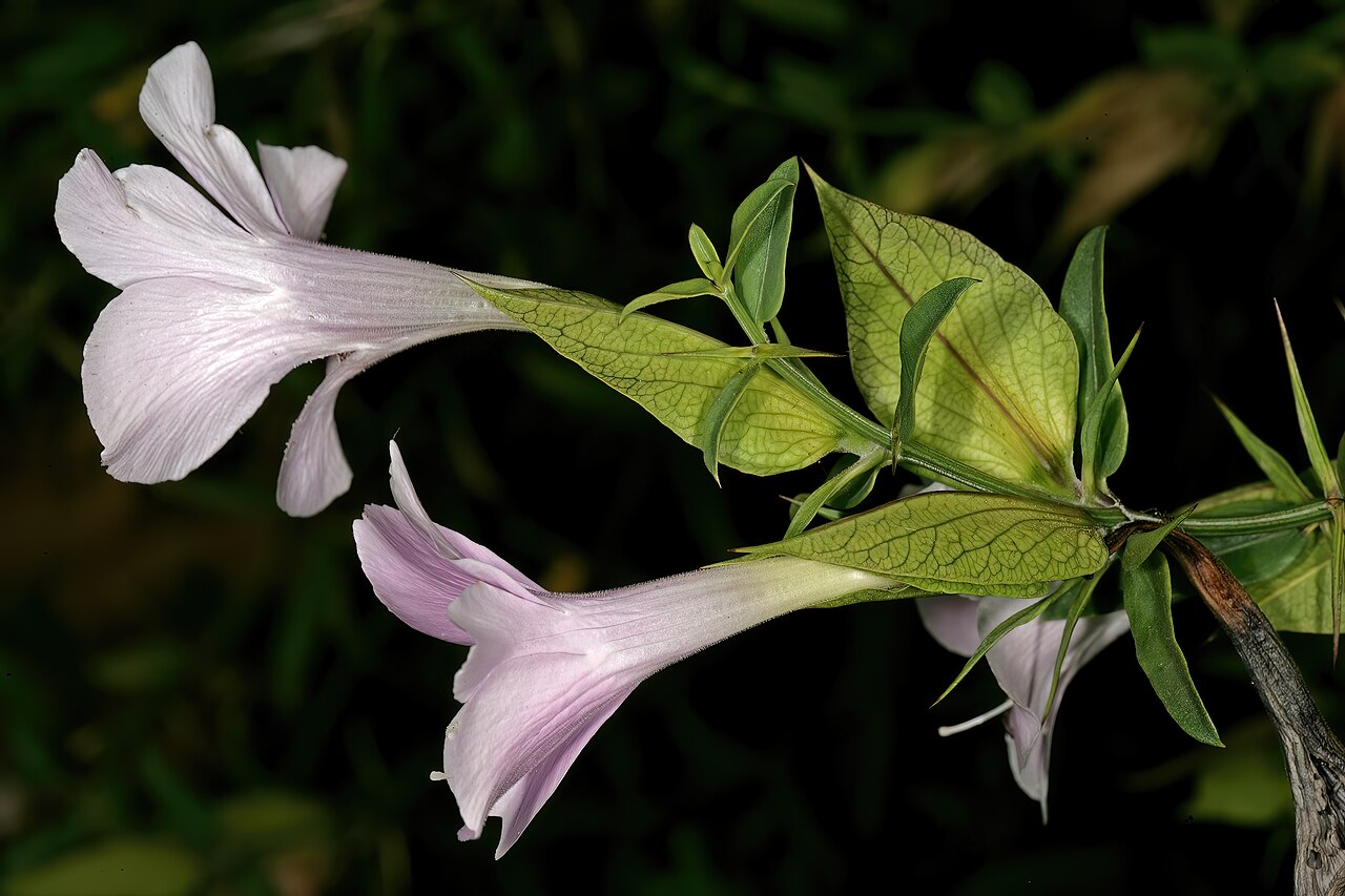 Barleria greenii: Barleria greenii , flowers; Manie van der Schijff Botanical Garden, University of Pretoria, Pretoria, Gauteng, South Africa