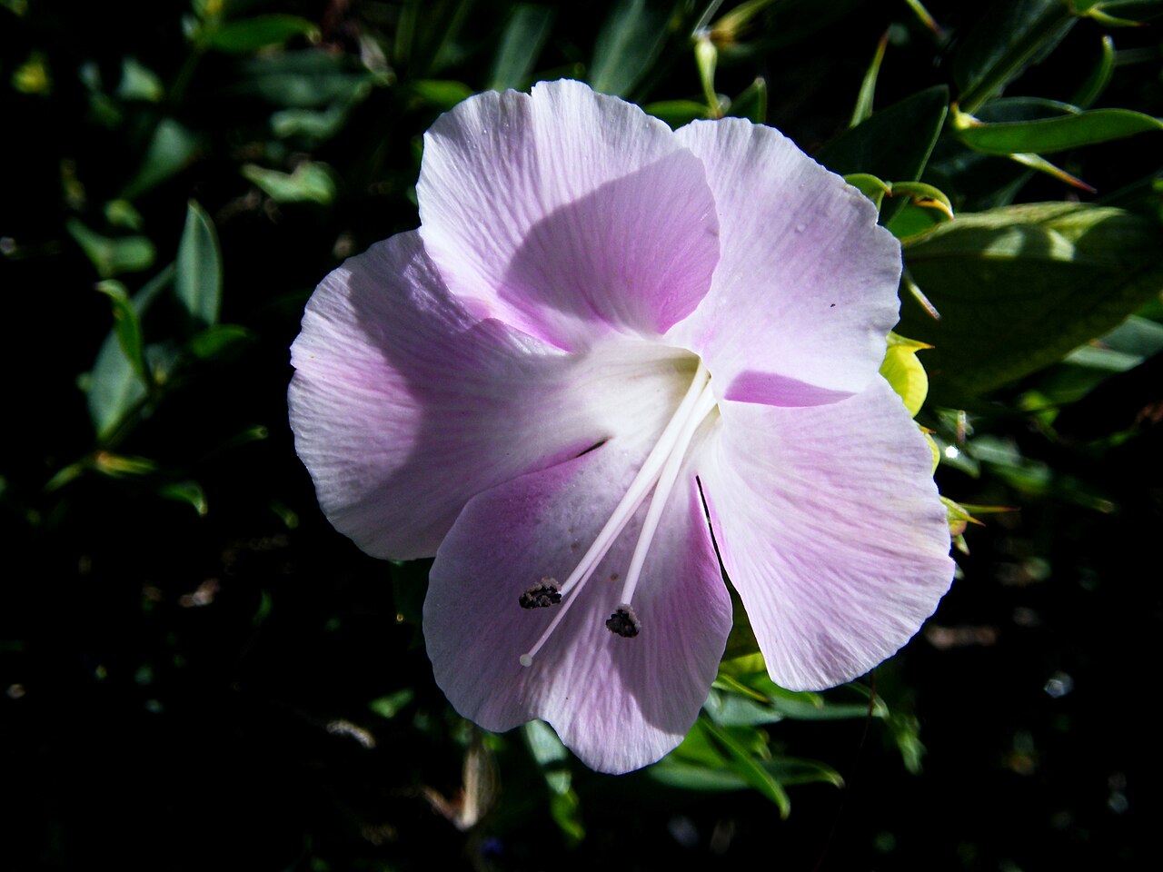 Barleria greenii: Bush petunia