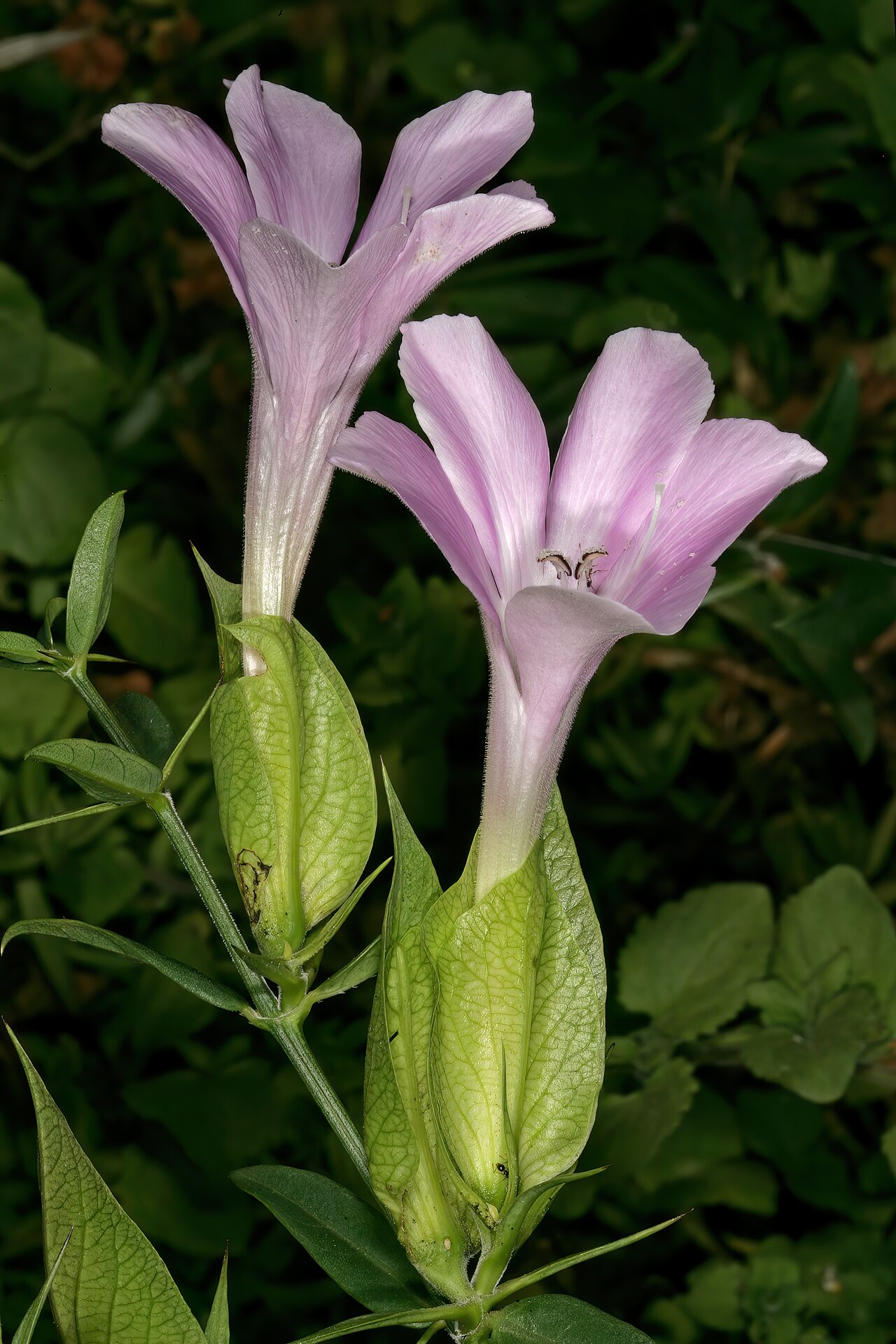 Barleria greenii: Barleria greenii , flowers; Manie van der Schijff Botanical Garden, University of Pretoria, Pretoria, Gauteng, South Africa