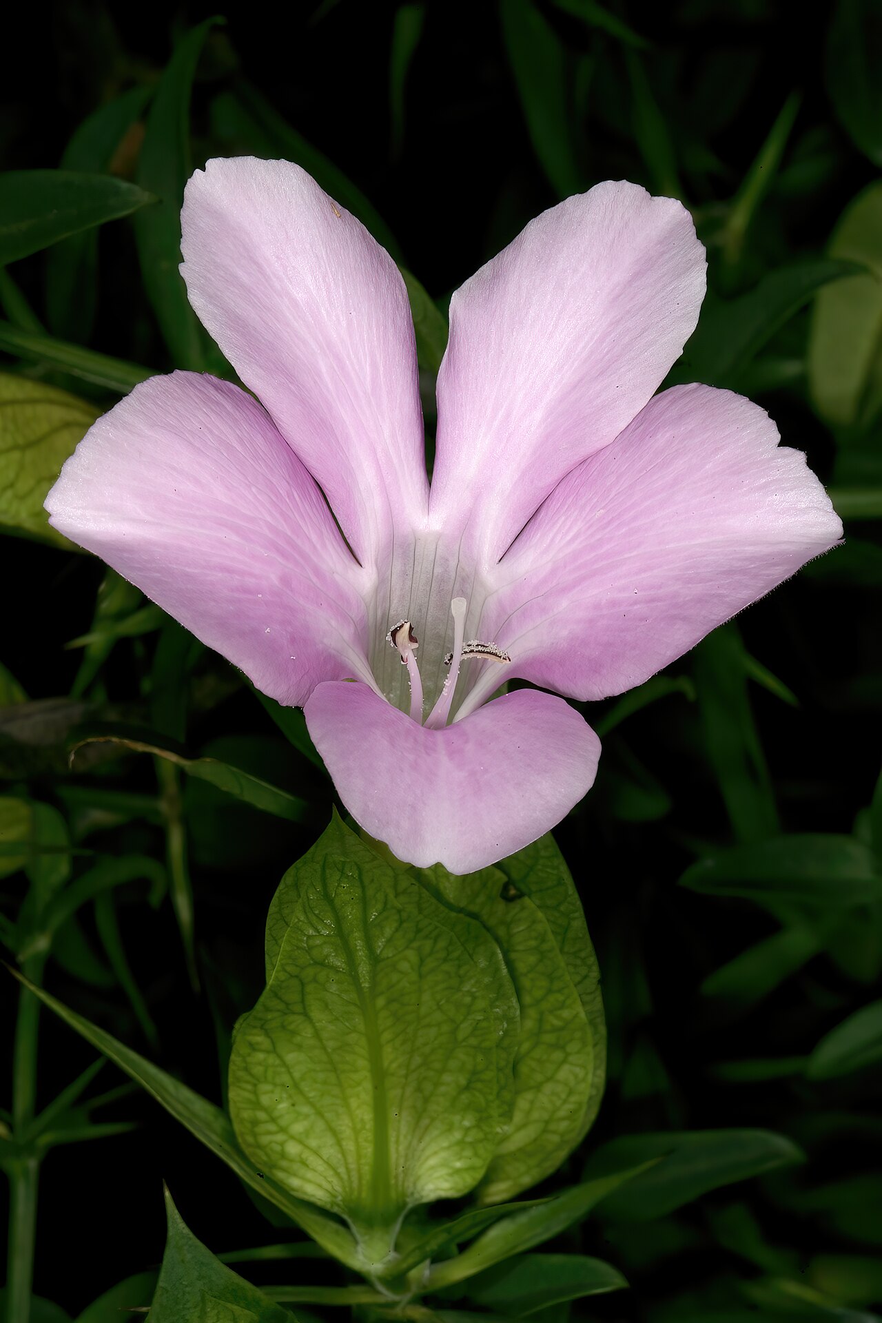 Barleria greenii: Barleria greenii , flower; Manie van der Schijff Botanical Garden, University of Pretoria, Pretoria, Gauteng, South Africa