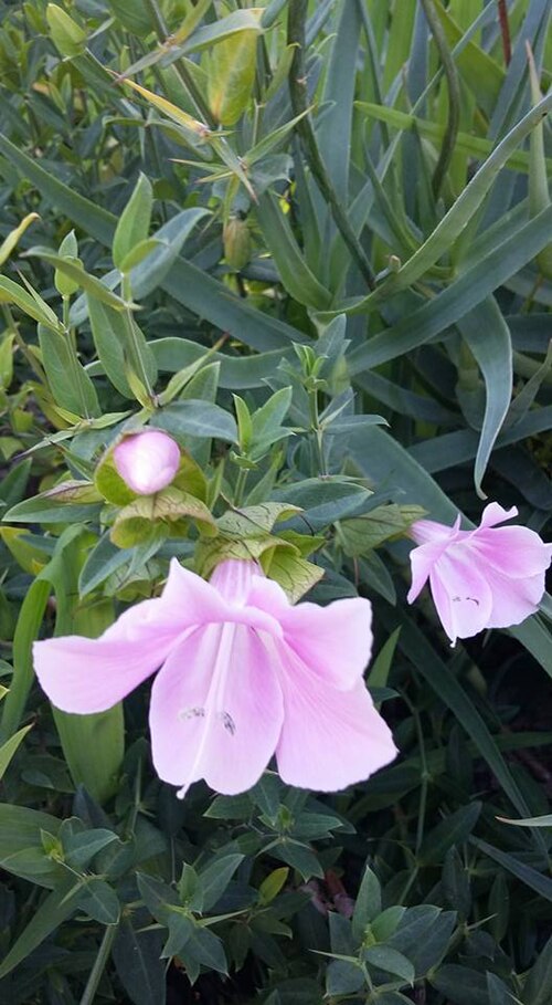 Barleria greenii: Barleria greenii - Kirstenbosch, Western Cape, South Africa