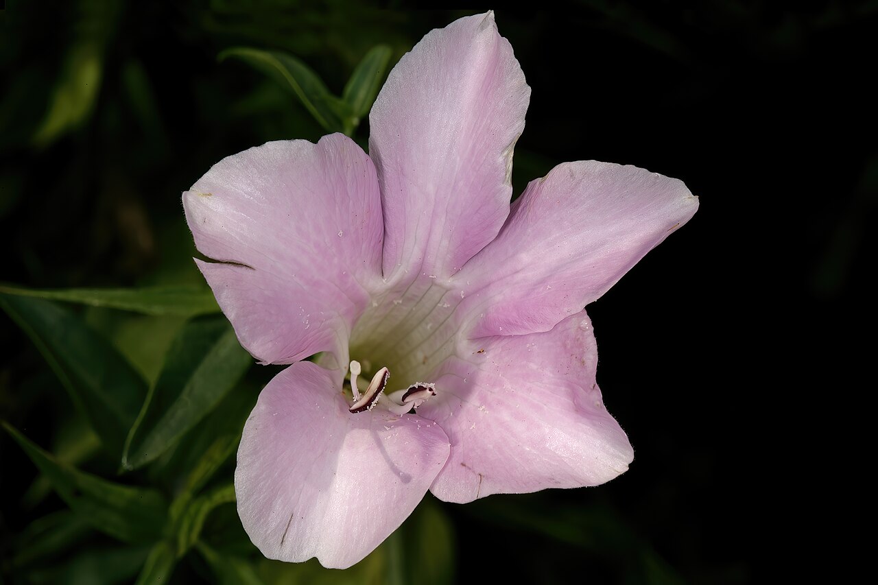 Barleria greenii: Barleria greenii , flower; Manie van der Schijff Botanical Garden, University of Pretoria, Pretoria, Gauteng, South Africa