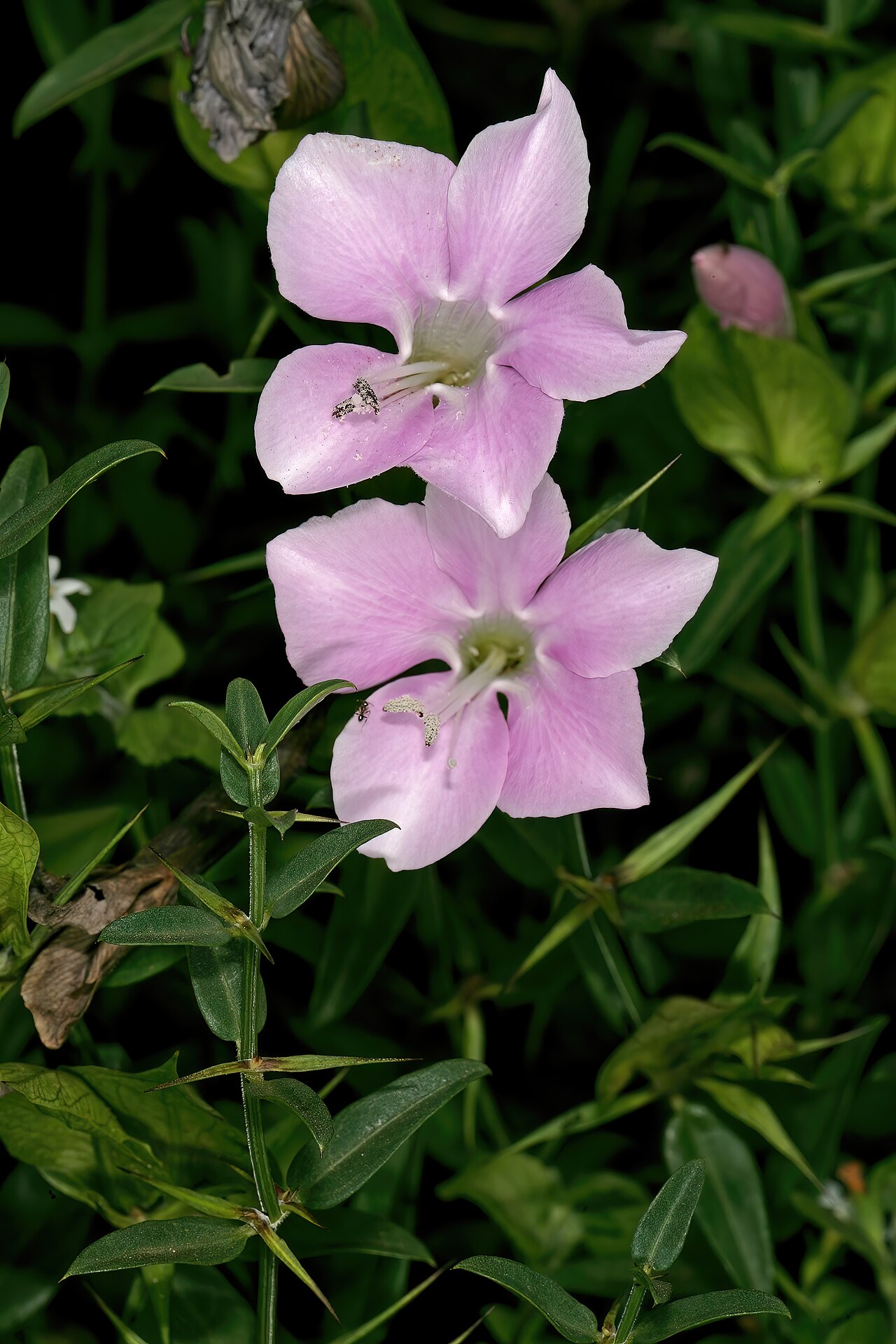 Barleria greenii: Barleria greenii , flowers; Manie van der Schijff Botanical Garden, University of Pretoria, Pretoria, Gauteng, South Africa