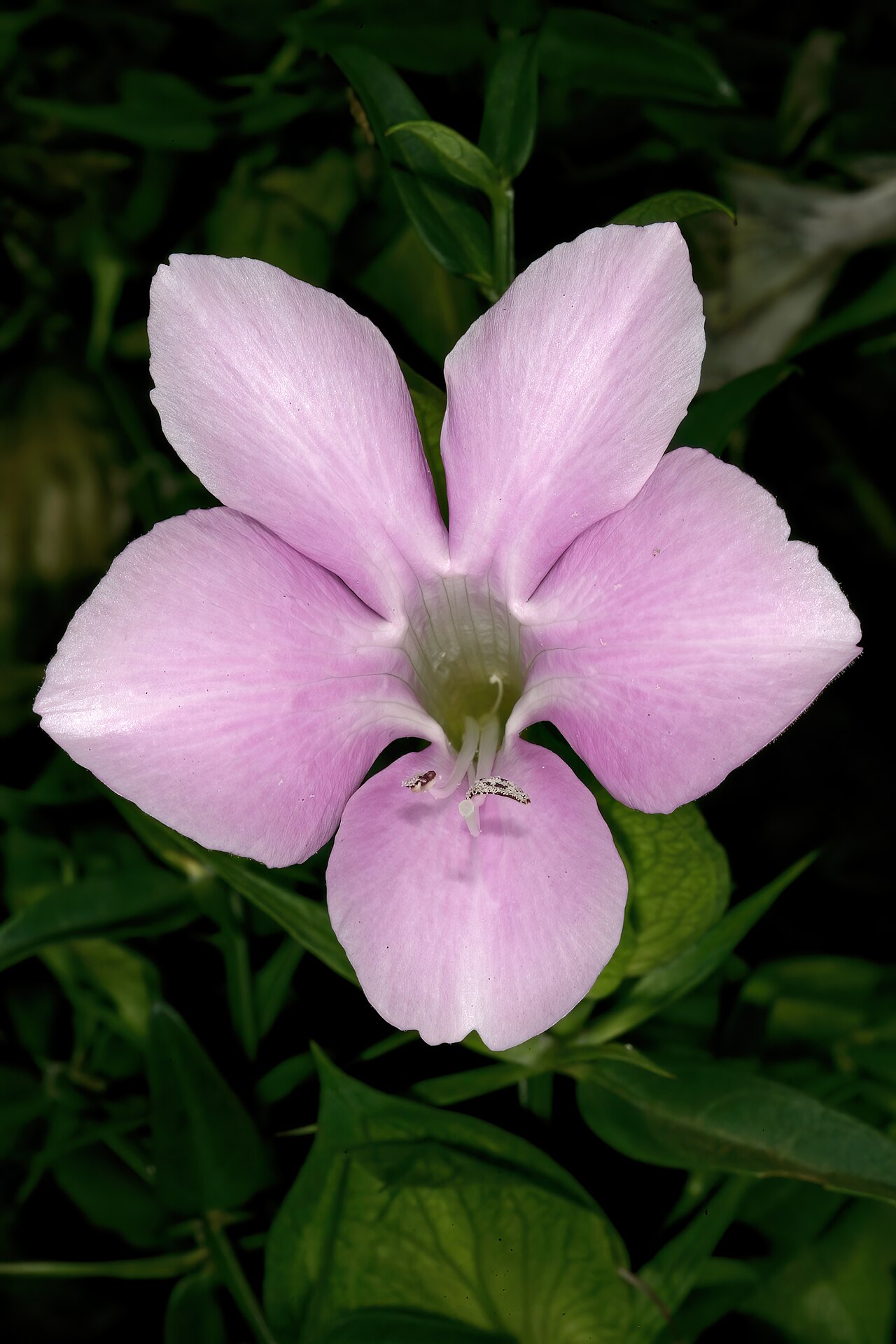 Barleria greenii: Barleria greenii , flower; Manie van der Schijff Botanical Garden, University of Pretoria, Pretoria, Gauteng, South Africa
