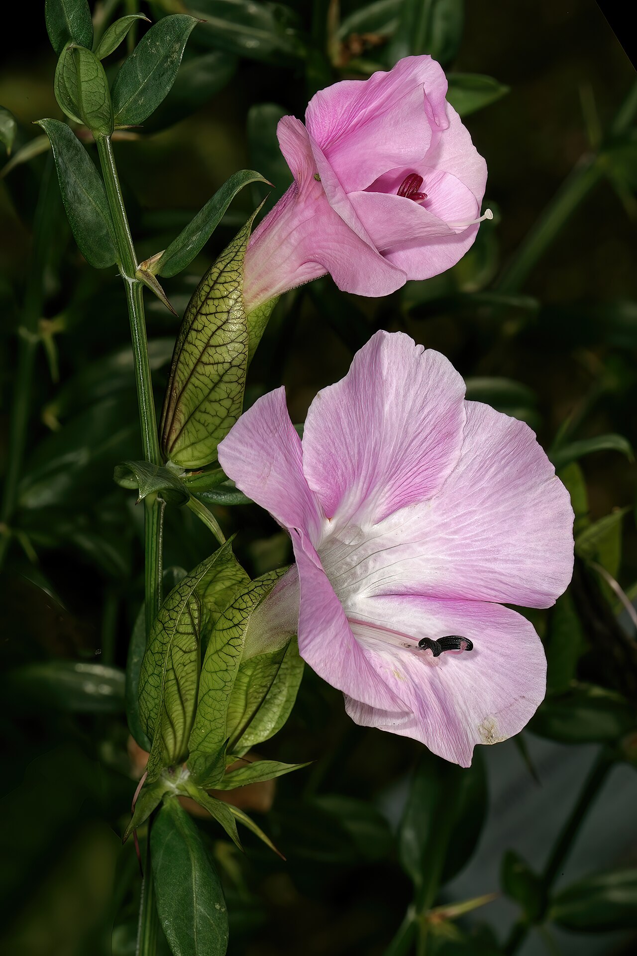 Barleria greenii: Barleria greenii , flowers; Manie van der Schijff Botanical Garden, University of Pretoria, Pretoria, Gauteng, South Africa