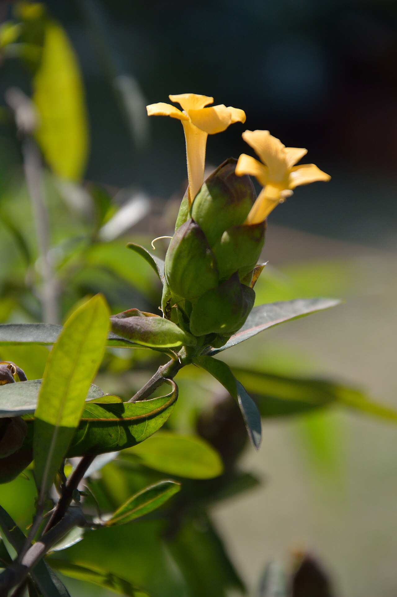 Hophead Philippine violet: The 186th Annual Flower Show was held at the garden of the Agri-Horticultural Society of India, Alipore, Kolkata, from 7 to 10 February 2013. The exhibition com