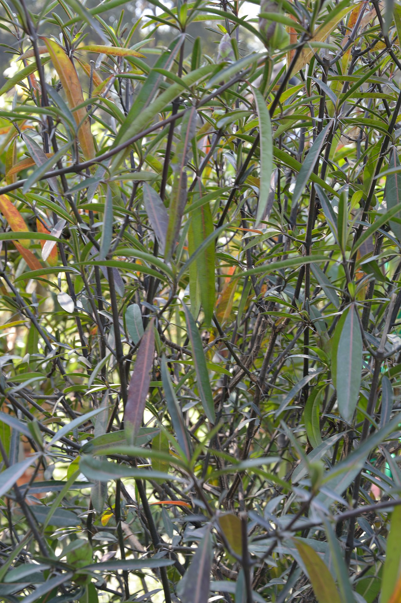 Hophead Philippine violet: The 186th Annual Flower Show was held at the garden of the Agri-Horticultural Society of India, Alipore, Kolkata, from 7 to 10 February 2013. The exhibition com