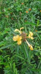 Hophead Philippine violet (Barleria lupulina)