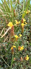 Hophead Philippine violet (Barleria lupulina)
