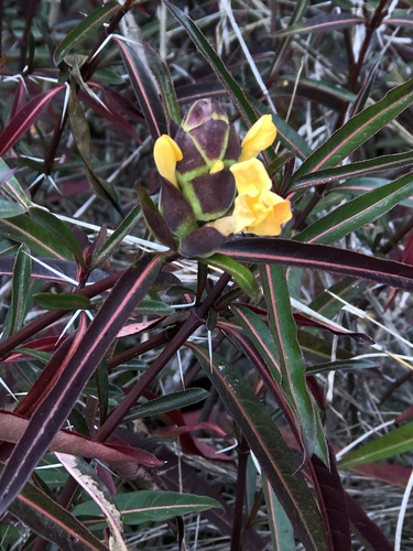 Hophead Philippine violet (Barleria lupulina)