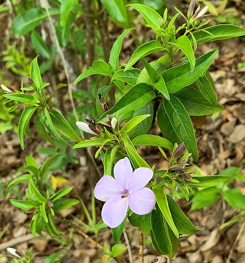 Barleria observatrix: Barleria observatrix - Ebony Forest Chamarel
