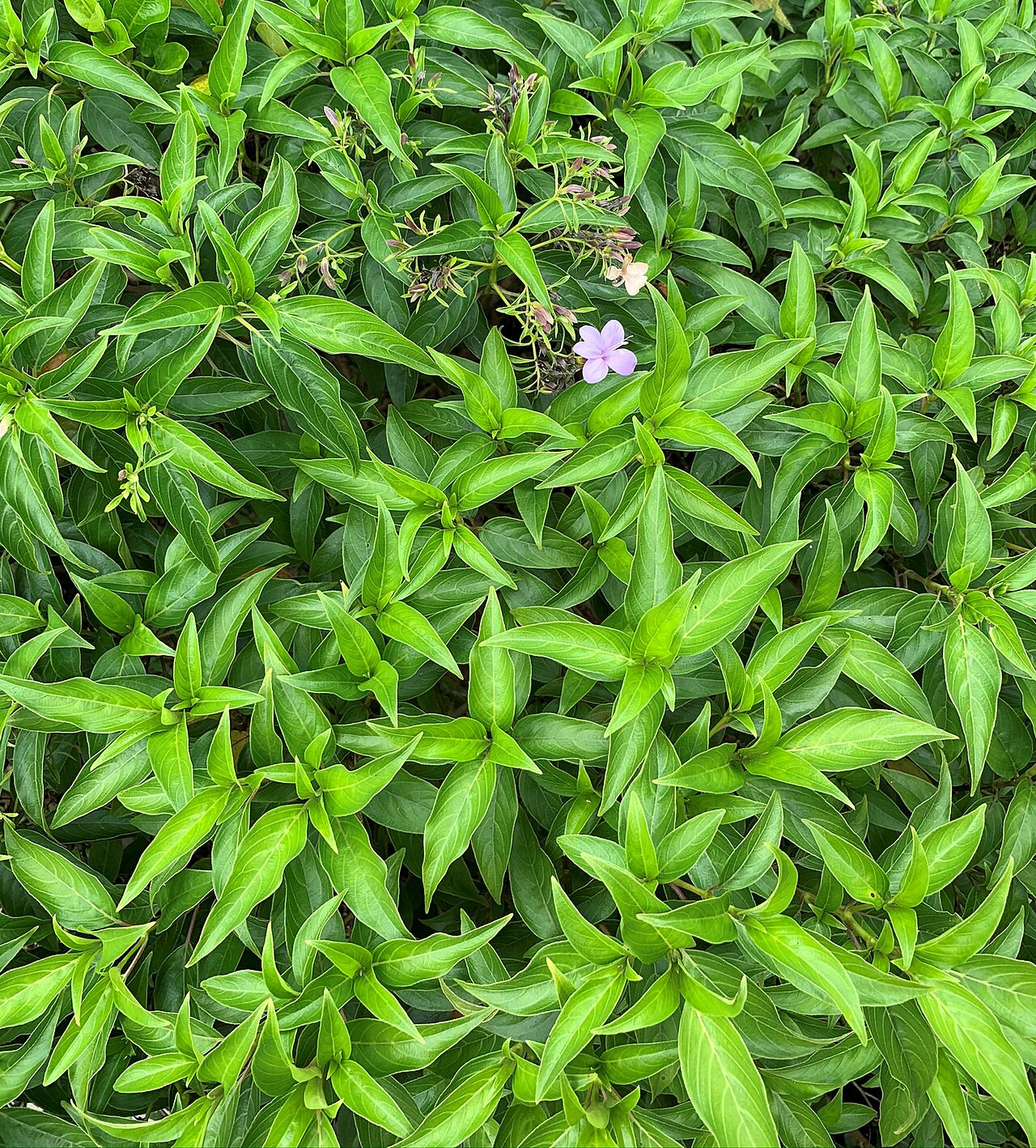 Barleria observatrix: Barleria observatrix - Ebony Forest Chamarel
