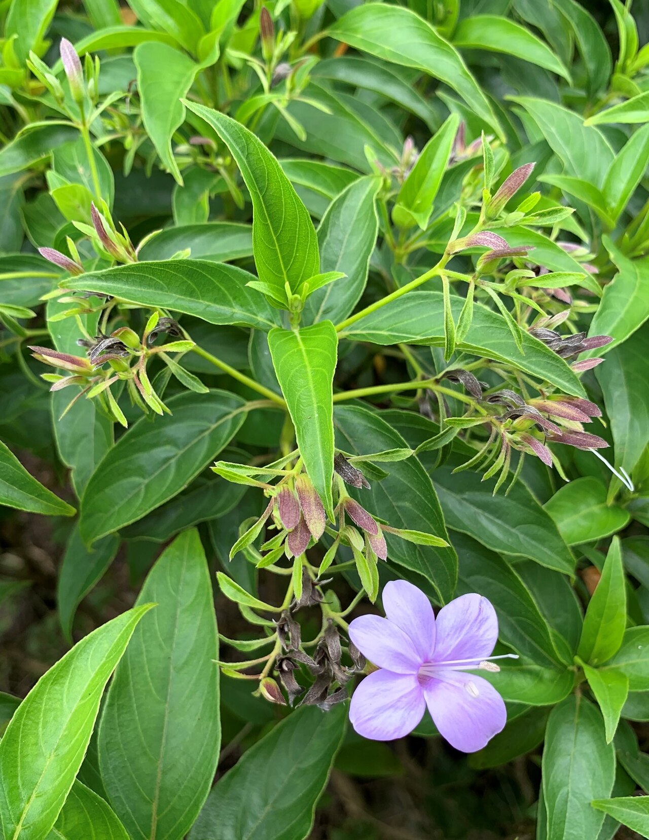 Barleria observatrix: Barleria observatrix - Ebony Forest Chamarel