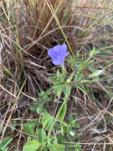 Barleria obtusa (Barleria obtusa)