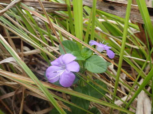 Barleria obtusa (Barleria obtusa)