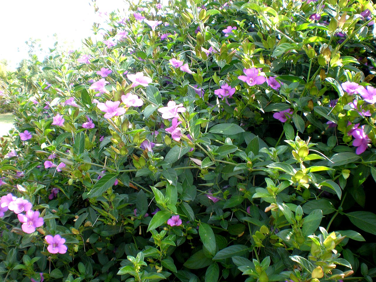 Barleria obtusa: Jardín Botánico de Barcelona.