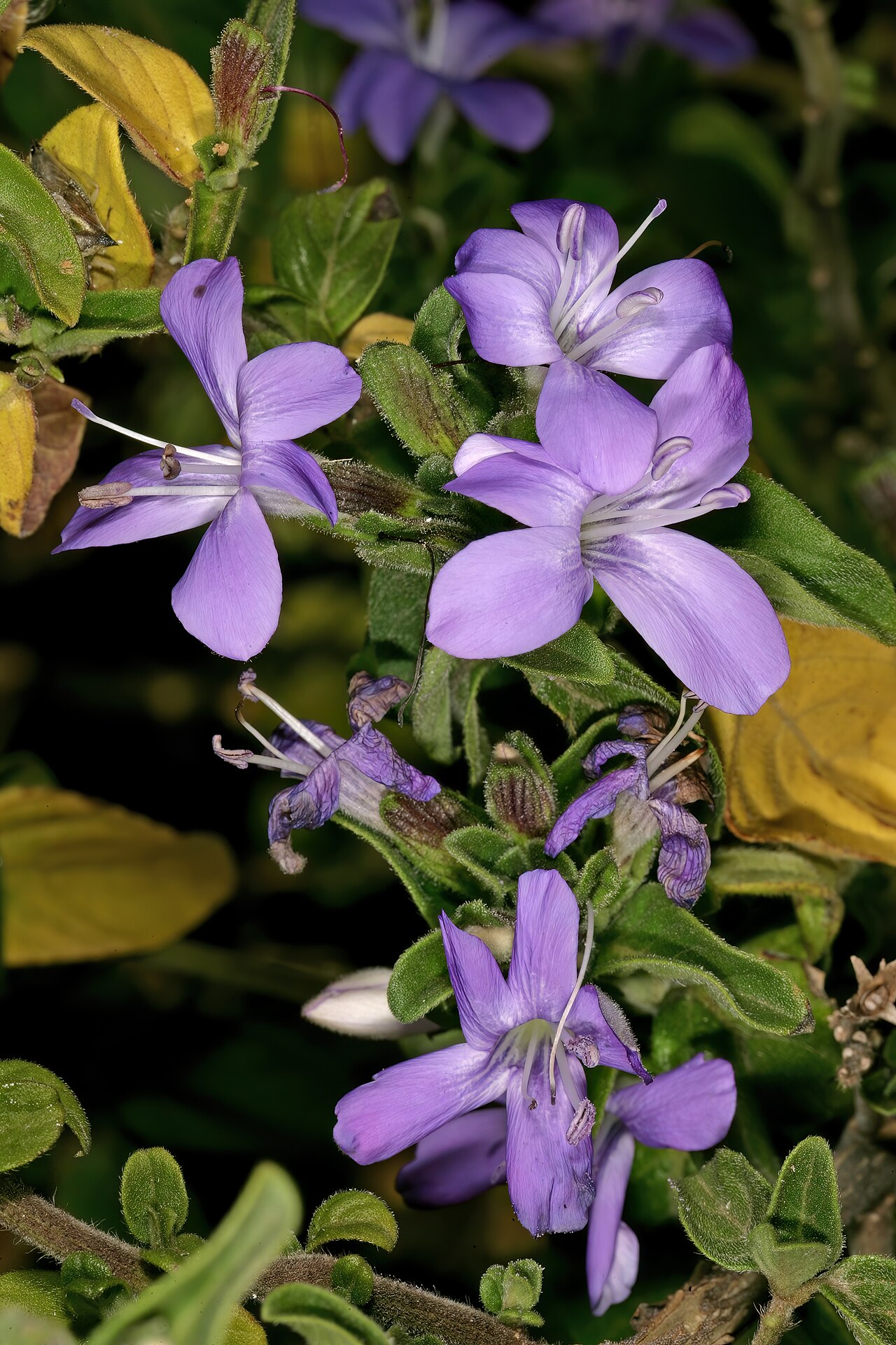 Barleria obtusa: Barleria obtusa , flowers; Pretoria National Botanical Garden, Pretoria, Gauteng, South Africa