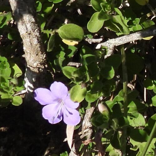 Barleria obtusa (Barleria obtusa)