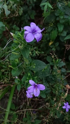 Barleria obtusa (Barleria obtusa)