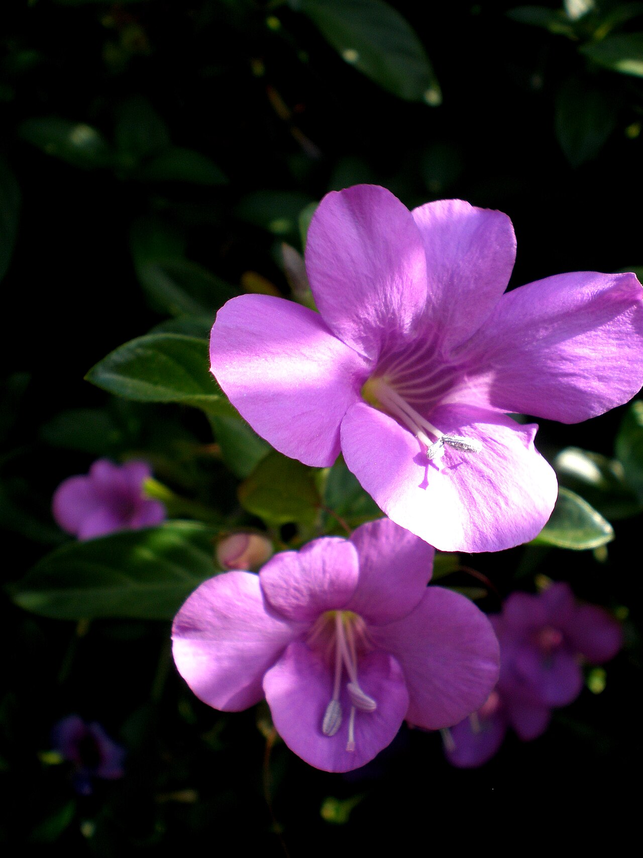 Barleria obtusa: Jardín Botánico de Barcelona.