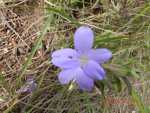 Barleria obtusa (Barleria obtusa)