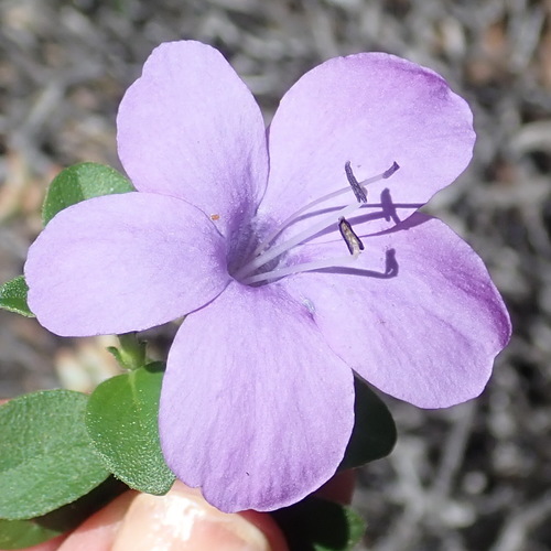Barleria obtusa (Barleria obtusa)