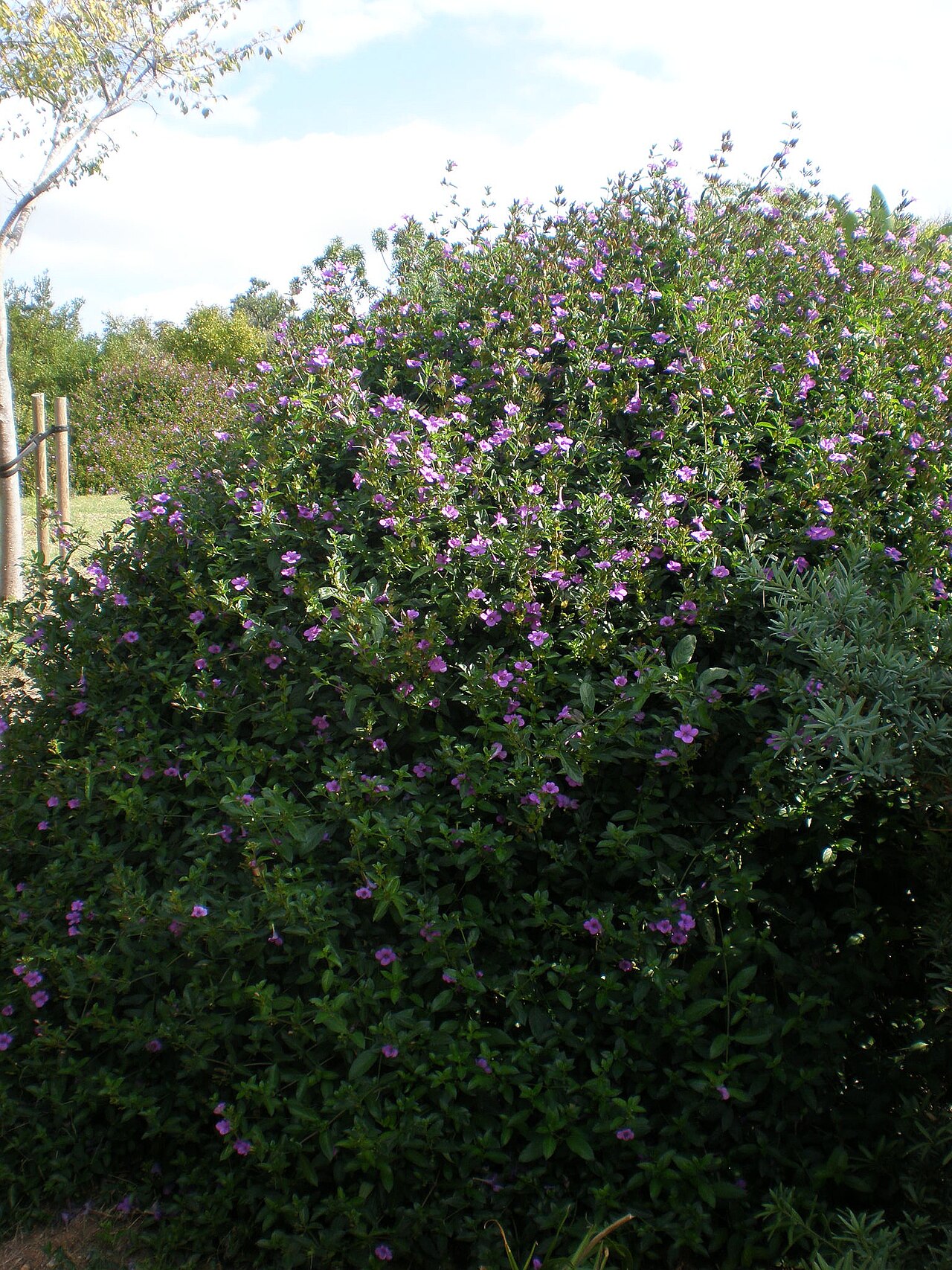 Barleria obtusa: Jardín Botánico de Barcelona.