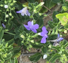 Barleria obtusa (Barleria obtusa)