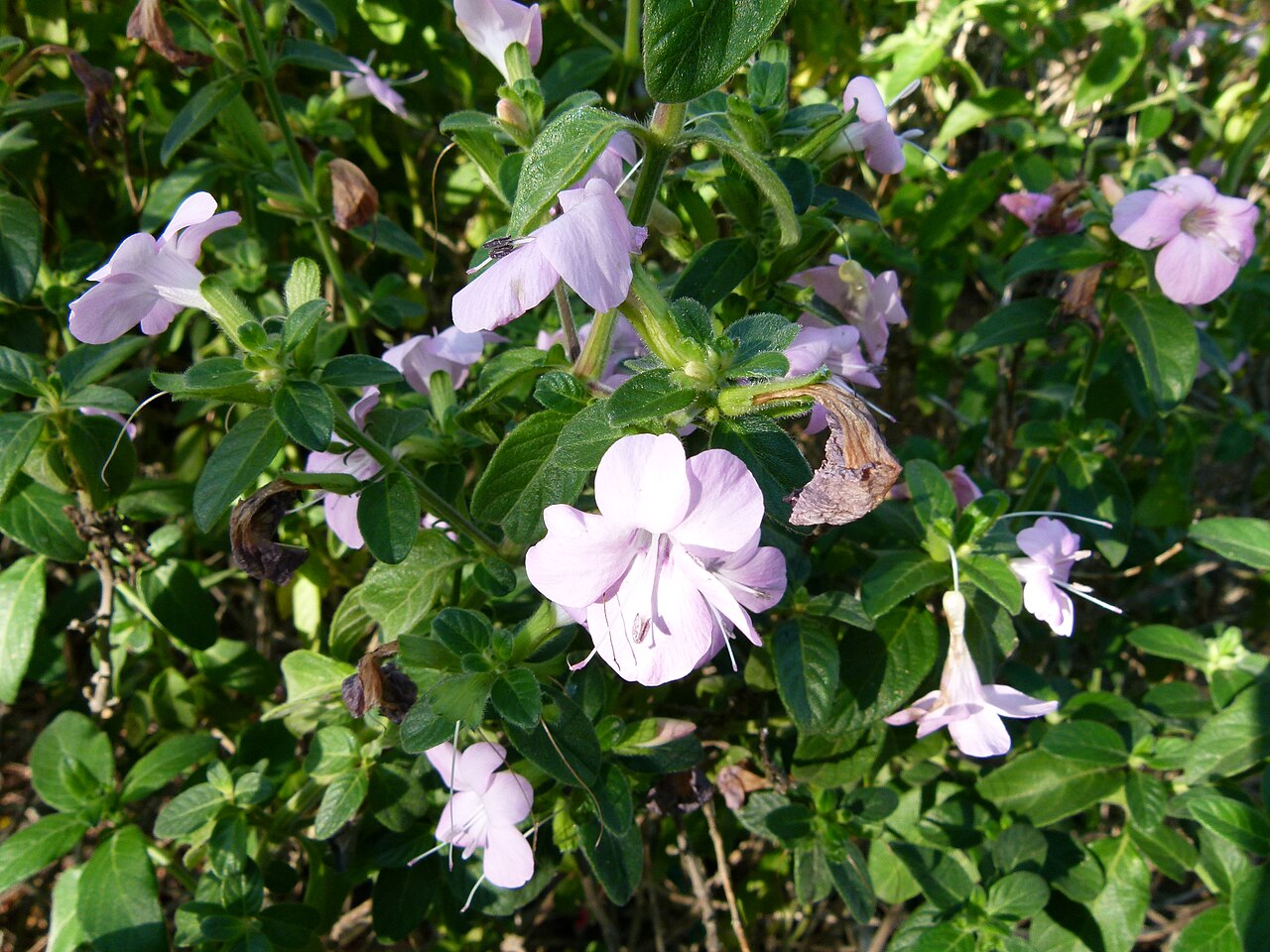 Barleria obtusa: Jardin botanique Montjuic, Barcelone