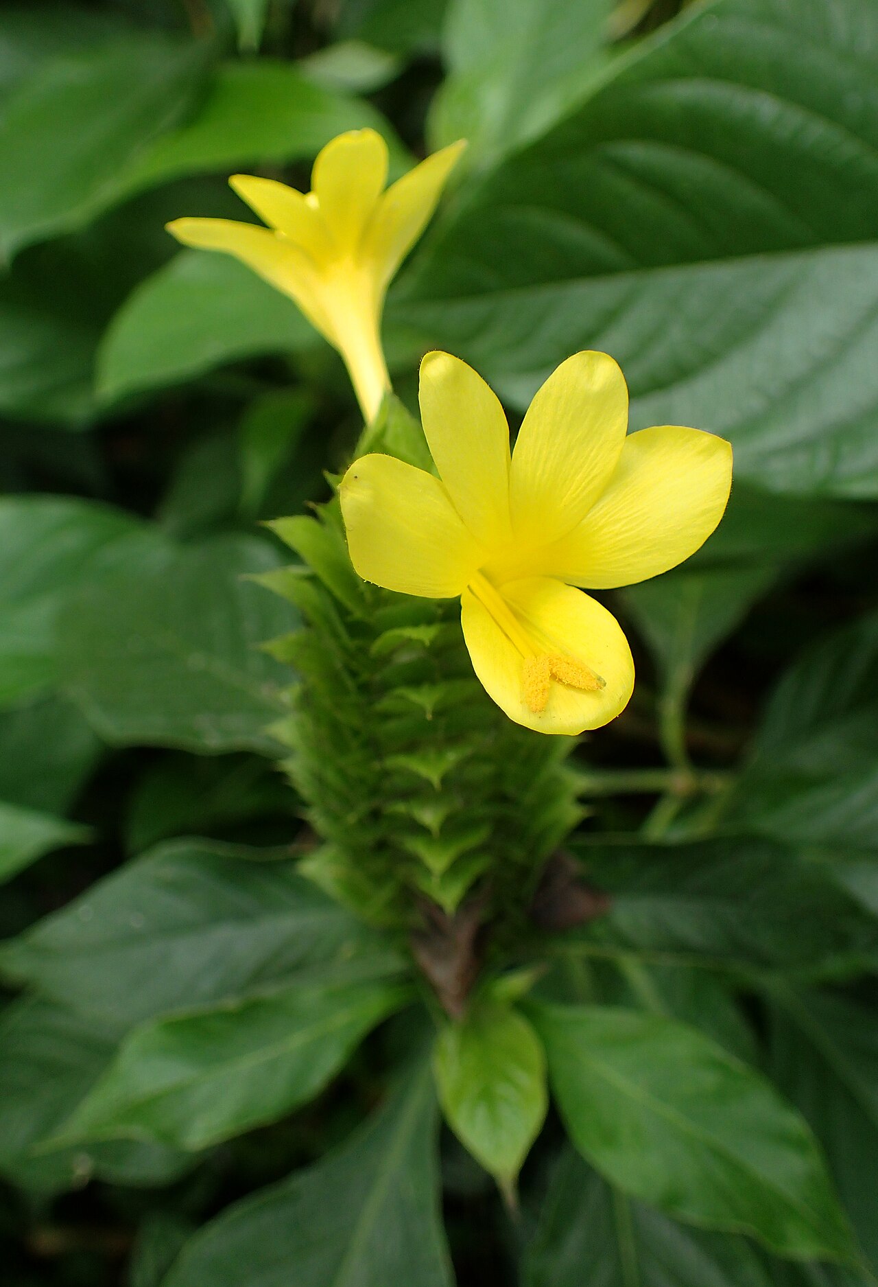 Barleria oenotheroides: Barleria oenotheroides at Chicago Botanic Garden