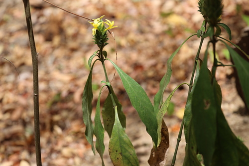 Barleria oenotheroides (Barleria oenotheroides)