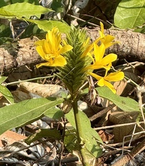 Barleria oenotheroides (Barleria oenotheroides)