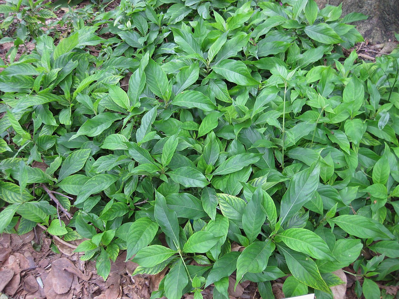 Barleria oenotheroides: This photo is from Gardenology.org and is available under CC-BY-SA 3.0 license. If you use it, please include attribution to Gardenology.org, with a link if the