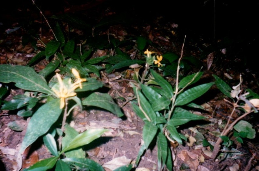 Barleria oenotheroides (Barleria oenotheroides)