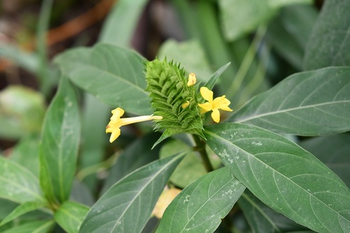 Barleria oenotheroides (Barleria oenotheroides)