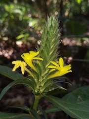Barleria oenotheroides (Barleria oenotheroides)