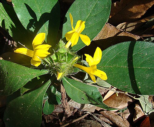 Barleria oenotheroides: On a beach in southwestern Nicaragua In context at www.dixpix.ca/meso_america/Flora/acanthus/index.html