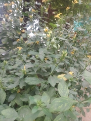 Porcupine flower (Barleria prionitis)