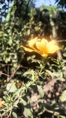 Porcupine flower (Barleria prionitis)