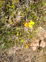 Porcupine flower (Barleria prionitis)