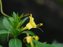 Porcupine flower (Barleria prionitis)