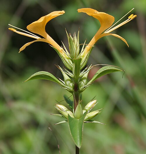 Porcupine flower: Porcupine flower, Espinosa amarilla or Picanier jaune Barleria prionitis in Hyderabad , India .