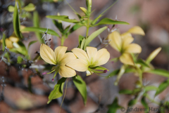 Porcupine flower (Barleria prionitis)