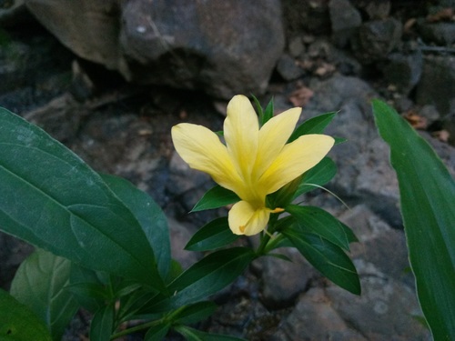 Porcupine flower (Barleria prionitis)